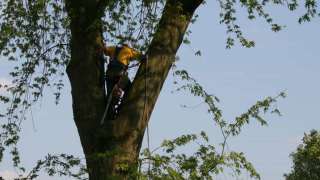 bomen slopen met een telescoopkraan